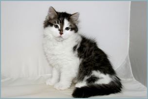 Male Siberian Kitten from Deedlebug Siberians